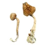 Buy African Transkei Mushrooms Online