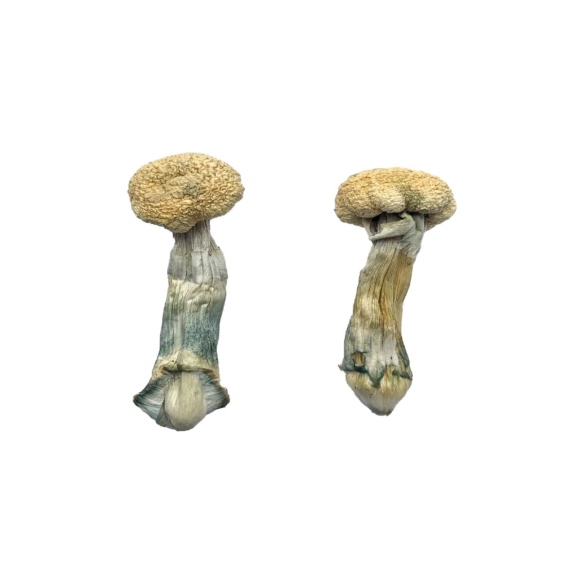 Buy Treasure Coast Mushroom Online Phoenix