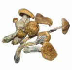 Buy Wavy Cap Mushrooms Online Arizona 