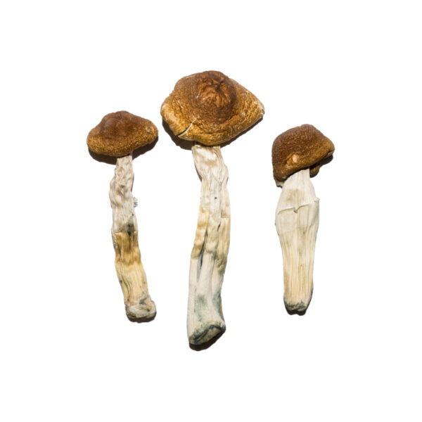 Buy Brazilian Cubensis Mushrooms Online Arizona