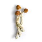 Buy Brazilian Cubensis Mushrooms Online Arizona