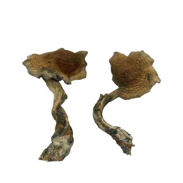 . Buy Alacabenzi Mushrooms Online Arizona