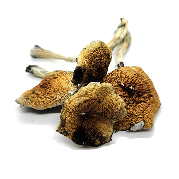 Buy Costa Rican Mushrooms Online Arizona 