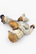 Buy Lyophilized Goldmember Magic Mushrooms Arizona 