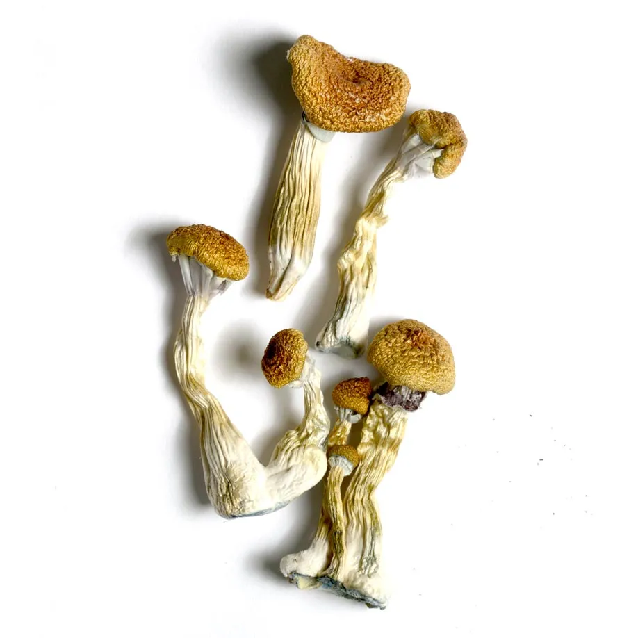 Buy Golden Mammoth Mushrooms Online Phoenix