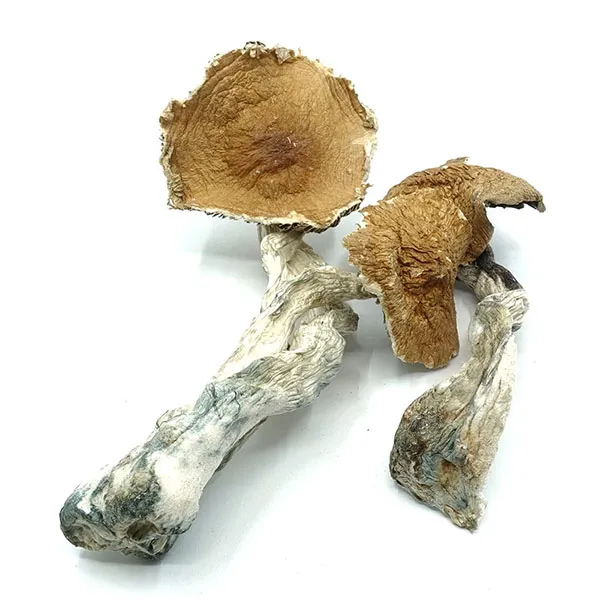 Buy Hawaiian Mushrooms Online Phoenix
