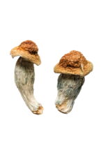 Buy Melmac Mushroom For Sale Tucson 