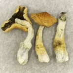 Buy British Columbia Cyanescens Mushrooms Online Mesa