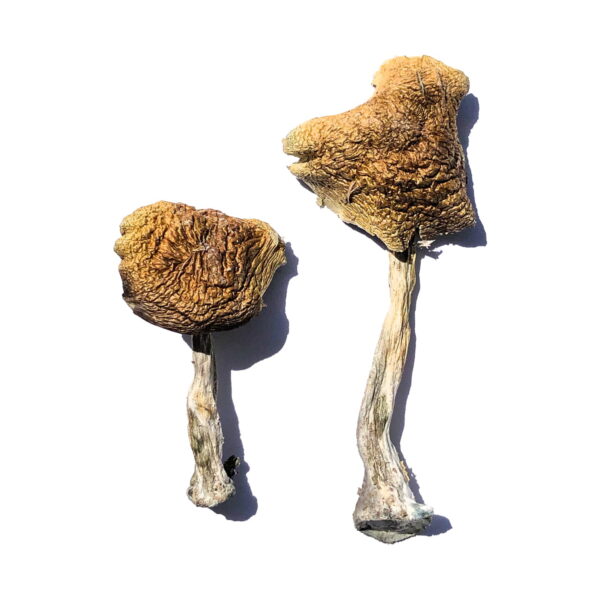 Buy Wollongong Australian Mushroom Online Phoenix 