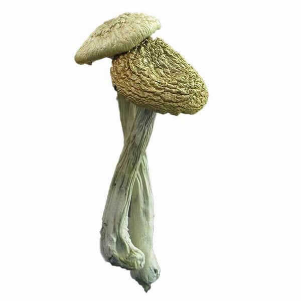 Buy Psilocybe Azurescens Mushroom For Sale Arizona 