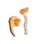 Buy Nepalese Chitwan Mushrooms Online Phoenix