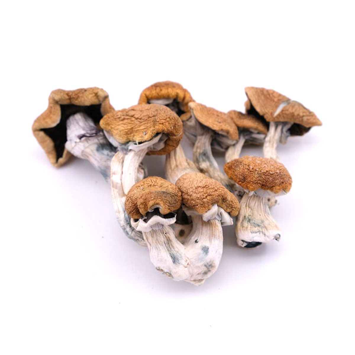 Buy Vietnamese Mushrooms Online Chandler