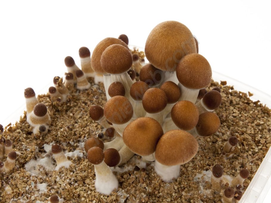 Buy psilocybin mushrooms in Arizona