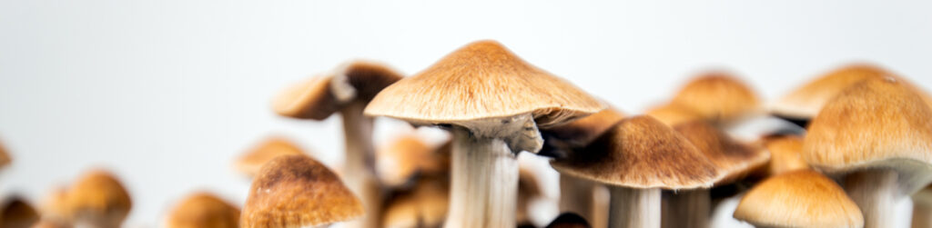 Buy magic mushroom in Arizona