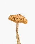 Buy British Columbia Cyanescens Mushrooms Online Arizona