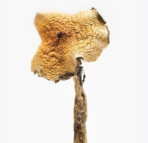 Buy Texas Yellow Caps Mushrooms Online Arizona