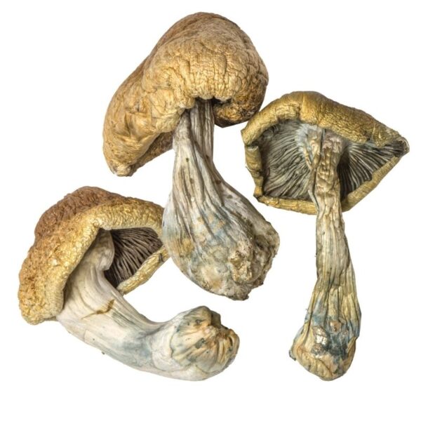 Cambodian Magic mushroom For Sale Chandler