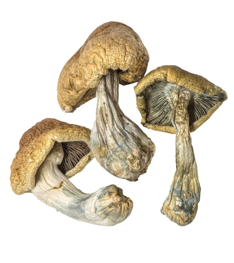 Cambodian Magic mushroom For Sale Chandler